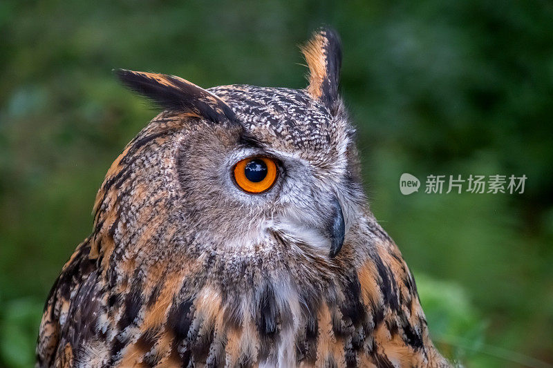 欧亚鹰鸮(Bubo Bubo)近照